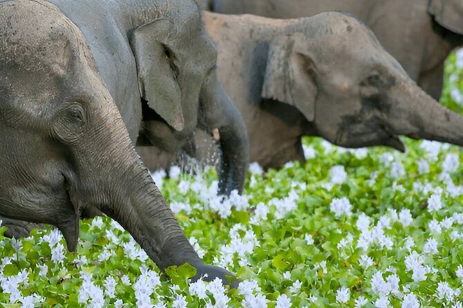 Private Tour from Polonnaruwa to Kandy with Wasgamuwa Safari - Key Points