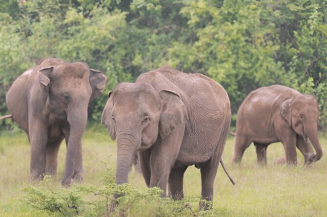 Private Tour from Polonnaruwa to Kandy with Wasgamuwa Safari - Exploring the Details: What to Expect