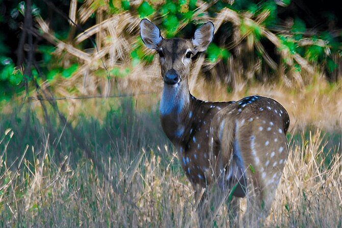 Private Tour from Polonnaruwa to Kandy with Wasgamuwa Safari - The Sum Up