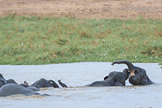 Private Tour from Polonnaruwa to Kandy with Wasgamuwa Safari - FAQ
