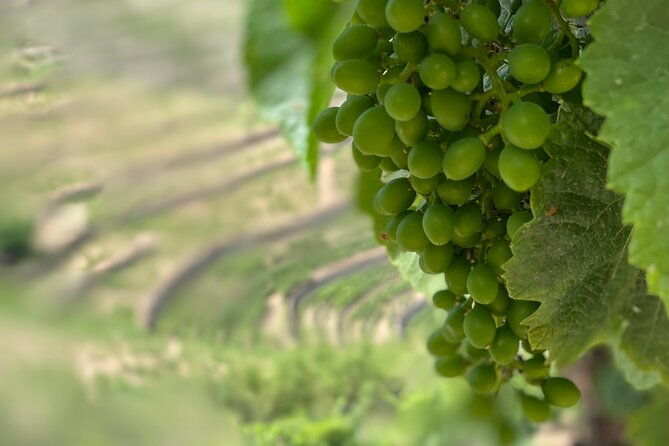 private-tour-from-porto-to-douro-valley-with-river-boat-ride