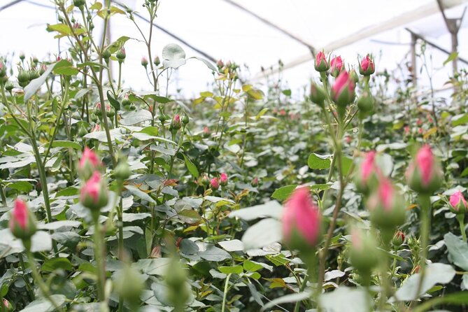 private-tour-from-quito-to-cotopaxi-volcano-rose-plantation