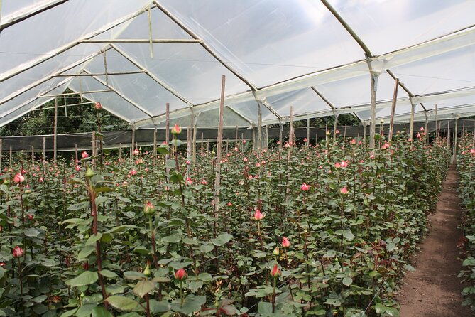 private-tour-from-quito-to-cotopaxi-volcano-rose-plantation