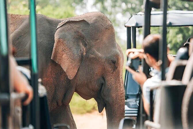 Private Tour from Tangalle to Ella with Udawalawe Safari - Introduction