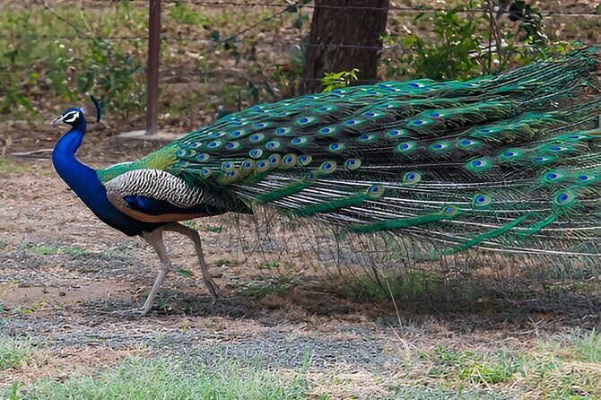 Private Tour from Tangalle to Ella with Udawalawe Safari - Key Points