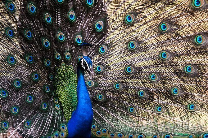 Private Tour from Weligama to Ella with Udawalawe Safari - A Deep Dive into the Experience