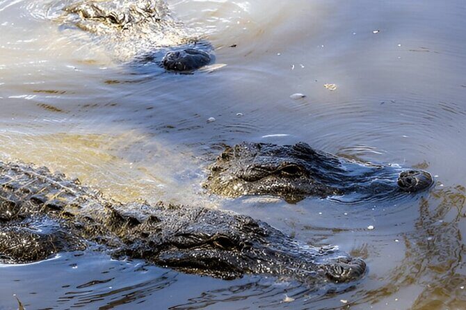 Private Tour from Weligama to Ella with Udawalawe Safari - Final Thoughts: Is It Worth It?