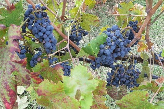 private-tour-full-day-in-volterra-san-gimignano-with-wine-tasting-experience
