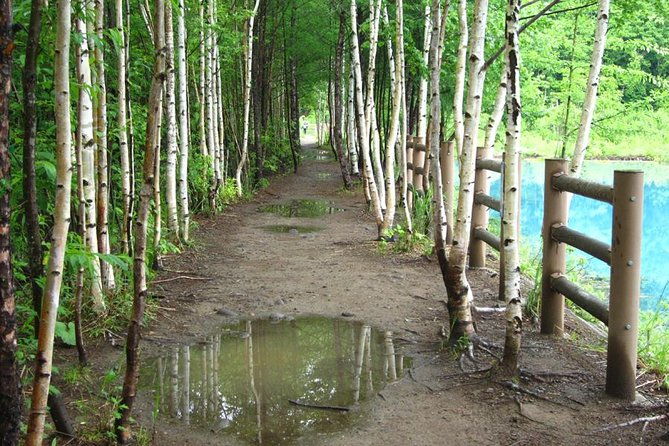 private-tour-full-day-walking-tour-with-professional-local-guide-in-yakushima-island