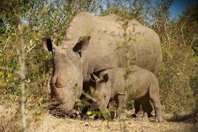 Private Tour - Game Drive & Rhino Walk Safari - Authentic Insights from Past Guests