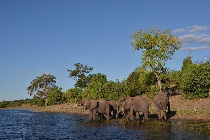 Private Tour - Game Drive & Rhino Walk Safari - The Sum Up
