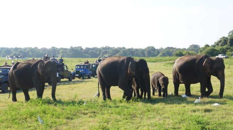 private-tour-guide-in-sri-lanka-5-days-tour-package