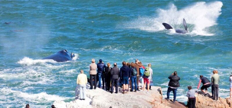 Private Tour: Hermanus- Boat Based Whale Watching Experience - Key Points