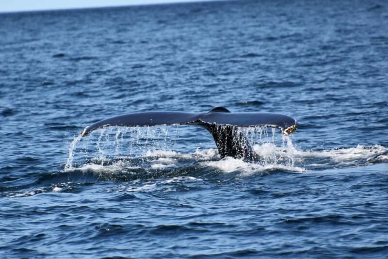 Private Tour: Hermanus- Boat Based Whale Watching Experience - An Authentic Coastal Adventure with a Personal Touch