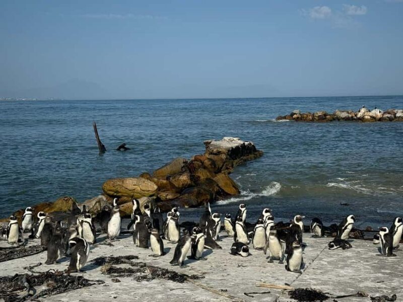 Private Tour: Hermanus Whale Watching & Penguin Colony Visit - Who Will Love This Tour?