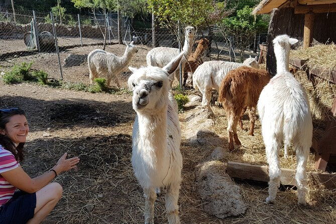 private-tour-hike-and-wine-tasting-at-the-penedes