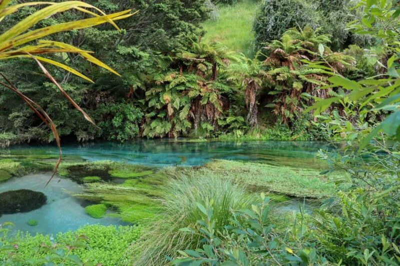 Private Tour: Hunua Falls, Blue Springs & Mclaren waterfall - Why This Tour Is a Great Choice