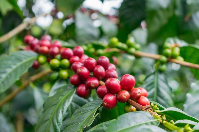 private-tour-in-an-authentic-ecological-local-coffee-finca