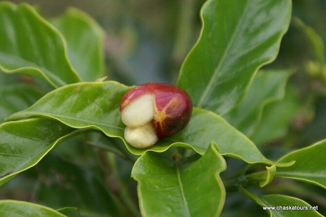 private-tour-in-an-authentic-ecological-local-coffee-finca
