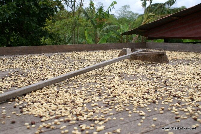 private-tour-in-an-authentic-ecological-local-coffee-finca
