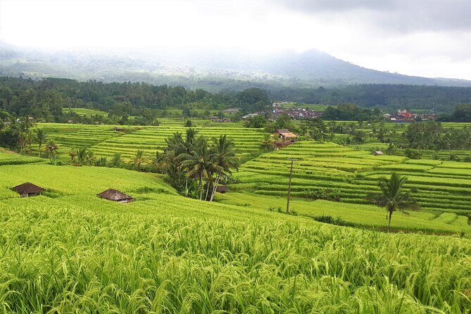 Private Tour in Ancient Temple Bali - Authentic Experiences from Travelers
