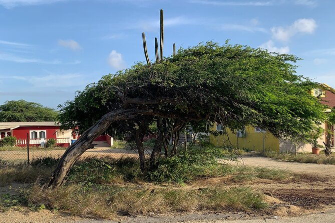 private-tour-in-aruba