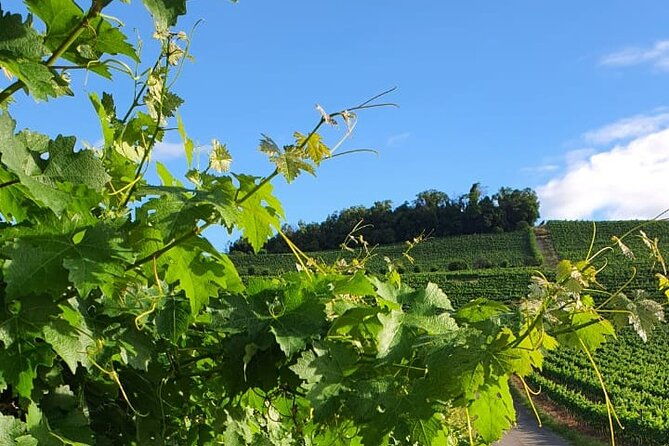 private-tour-in-bento-carro-and-exclusive-guide-at-your-disposal