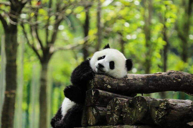 private-tour-in-chengdu-panda-base-and-leshan-giant-buddha