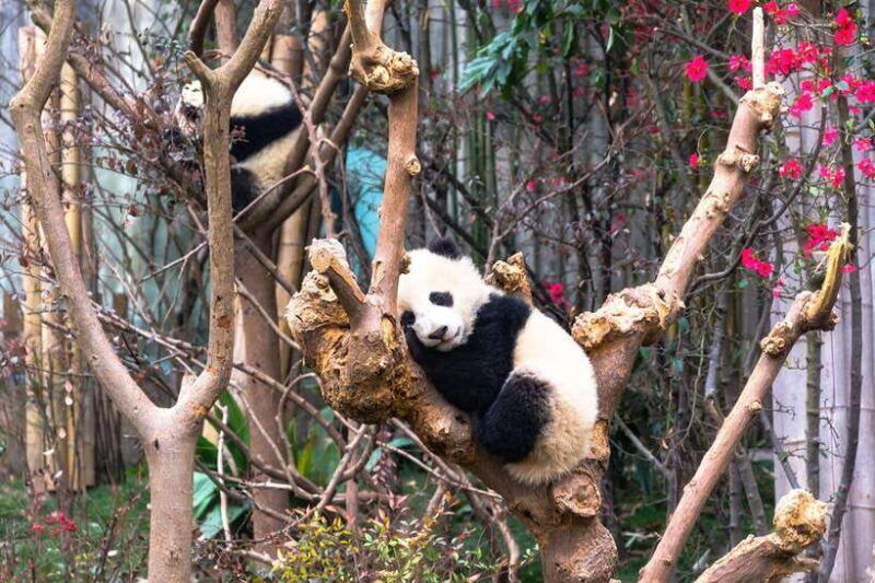 private-tour-in-chengdu-panda-base-and-leshan-giant-buddha