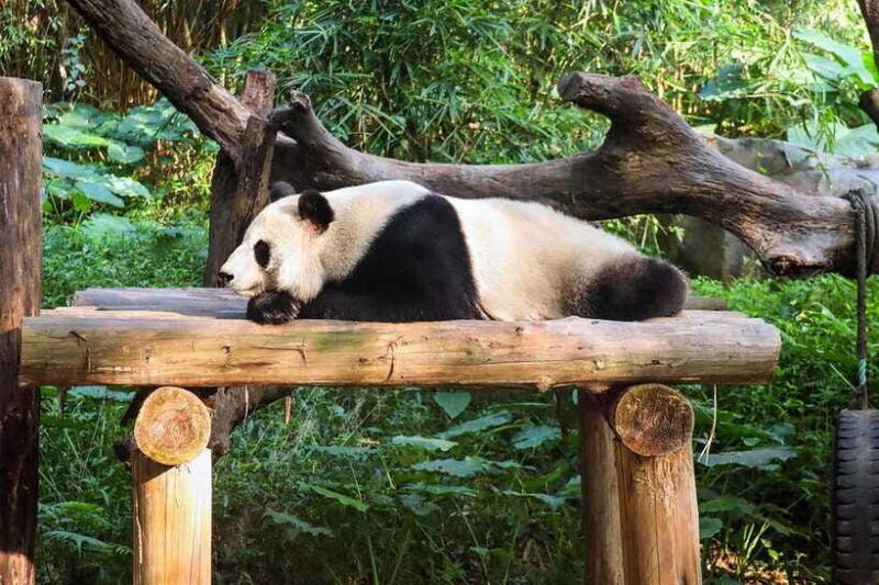 private-tour-in-chengdu-panda-base-and-leshan-giant-buddha
