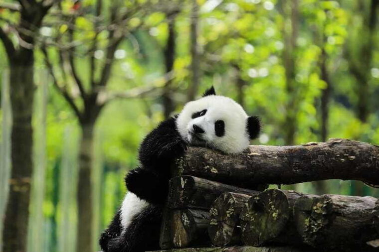 private-tour-in-chengdu-panda-base-and-leshan-giant-buddha