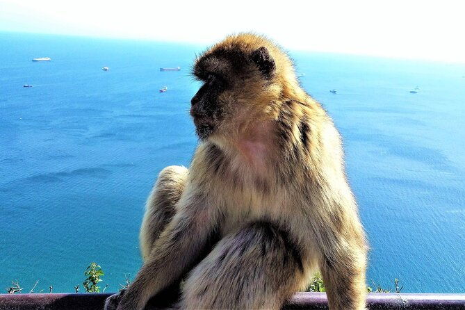 private-tour-in-gibraltar-mijas-from-marbella-and-estepona