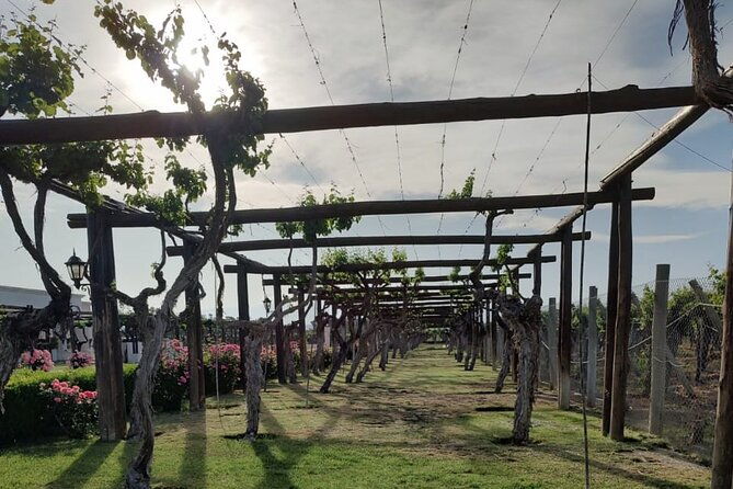 private-tour-in-maipu