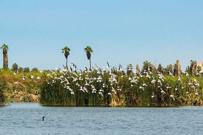 private-tour-in-pachacamac-temple-and-pantanos-de-villa-reserve
