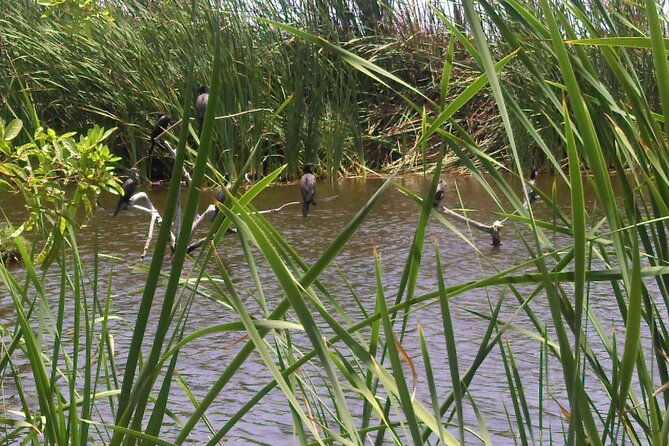private-tour-in-pachacamac-temple-and-pantanos-de-villa-reserve