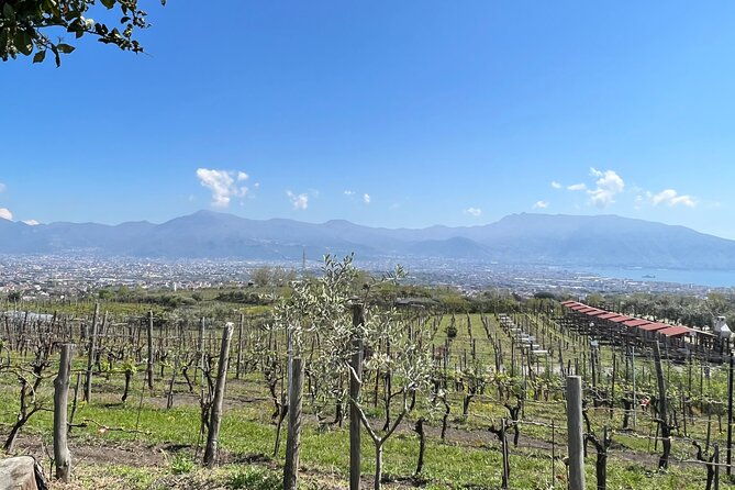 private-tour-in-pompeii-ruins-and-pompeii-city-center-winery
