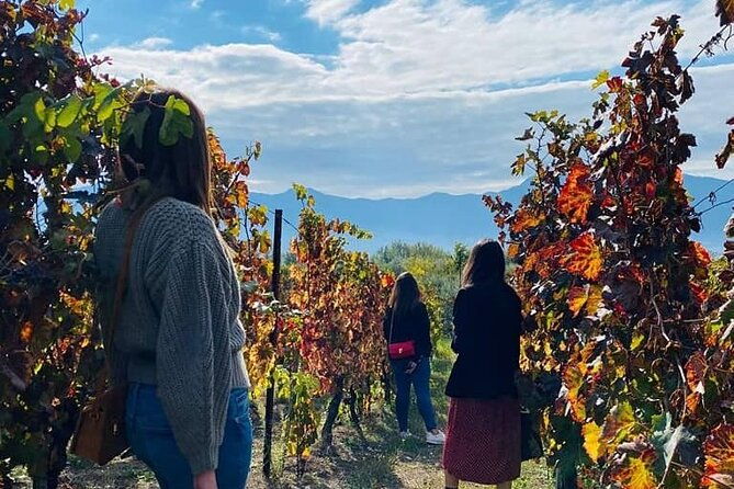 private-tour-in-pompeii-ruins-and-pompeii-city-center-winery