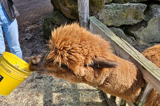 Private Tour in West Jeju Island with Transfer - Key Points