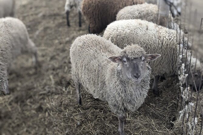 private-tour-meet-the-sheep-of-aso-and-pick-aso-strawberries