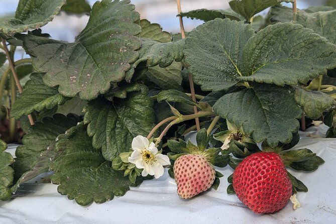 private-tour-meet-the-sheep-of-aso-and-pick-aso-strawberries