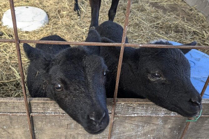 private-tour-meet-the-sheep-of-aso-and-pick-aso-strawberries