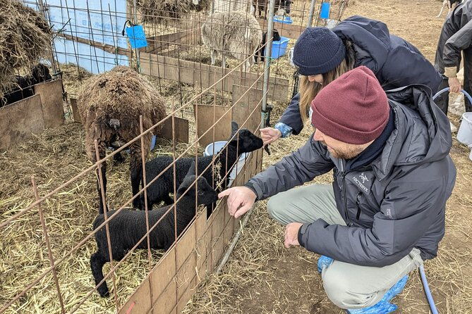private-tour-meet-the-sheep-of-aso-and-pick-aso-strawberries