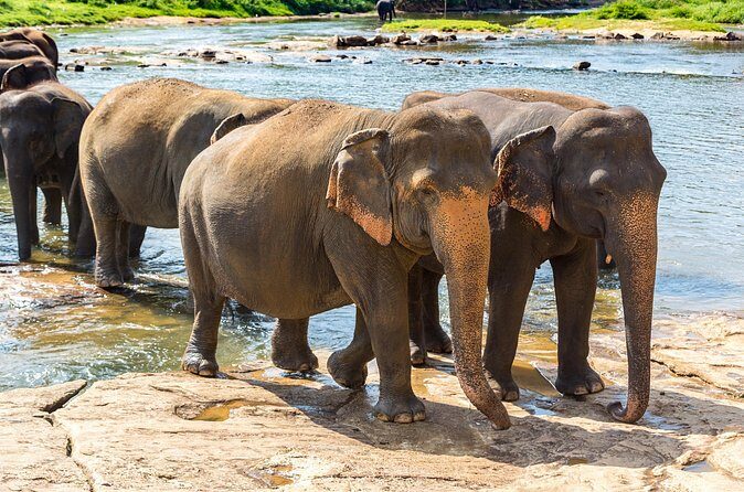 Private Tour Minneriya National Park from Colombo - Is This Tour Worth It?