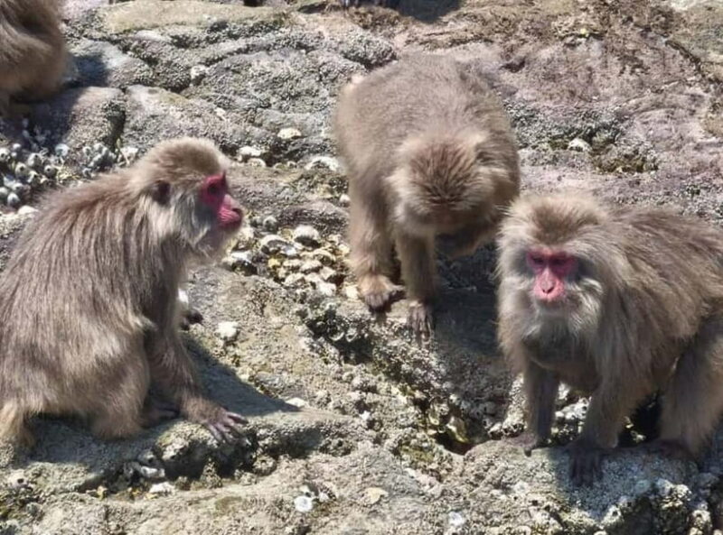 Private tour : Monkey Cruise & Explore Samurai Culture - Key Points