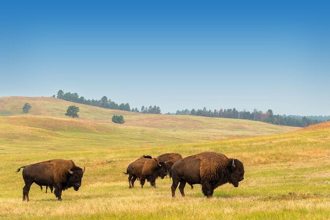 private-tour-mt-rushmore-crazy-horse-and-custer-state-park