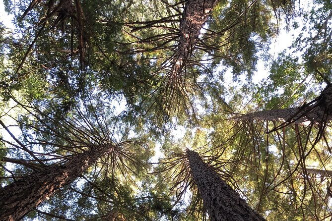 private-tour-muir-woods-and-sausalito