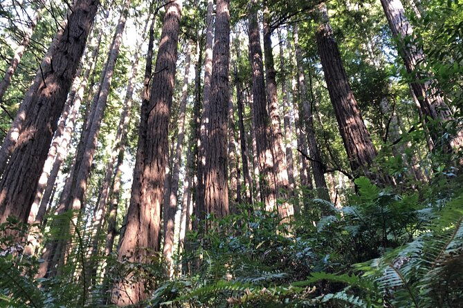 private-tour-muir-woods-and-sausalito