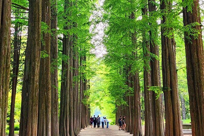 Private Tour Nami Island & Morning Calm Garden - A Complete Look at the Private Nami Island & Morning Calm Garden Tour