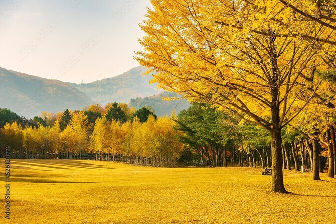 [Private Tour] Nami Island+Morning calm Garden+Petite France - The Itinerary: A Well-Curated Day in Nature and Culture