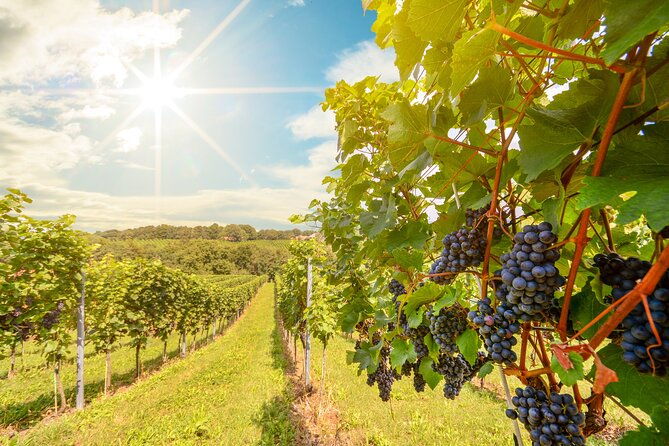 private-tour-napa-and-sonoma-valley-wine